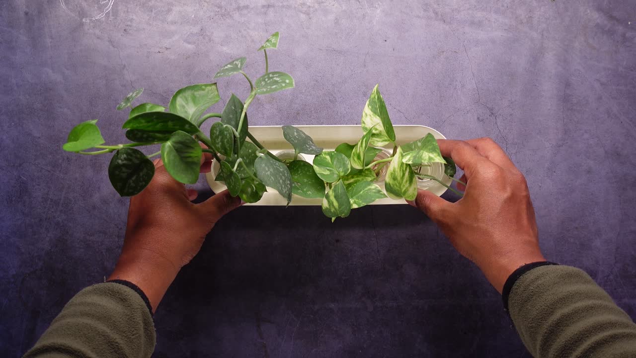 Person's Hands Arranging Green Houseplants in a White Planter