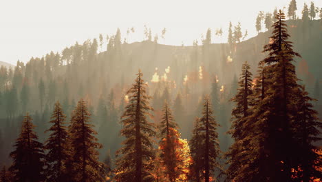 forest fire in mountain range