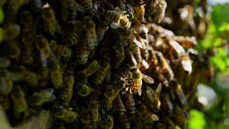 familia de las abejas