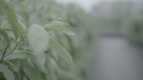 close up of wet plant leafs with water drops of rain falling off in slowmotion on a grey and rainy day log