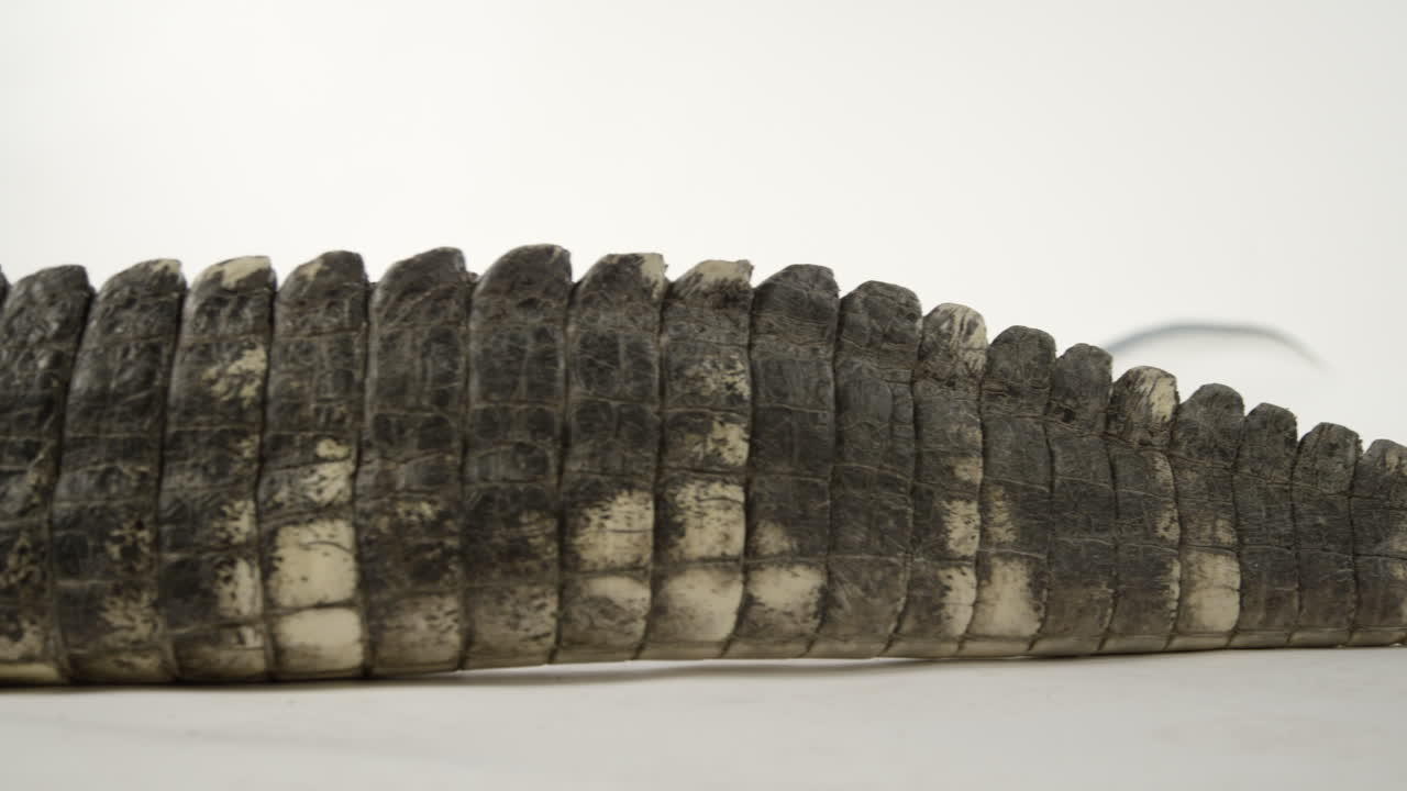 cola de cocodrilo de cerca en blanco