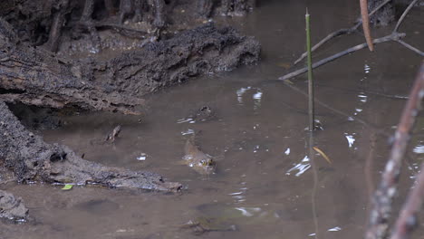 Ein-Kleiner,-Brauner-Schlammspringerfisch,-Der-Sich-Im-Seichten-Wasser-Eines-Flusses-Bewegt---Nahaufnahme