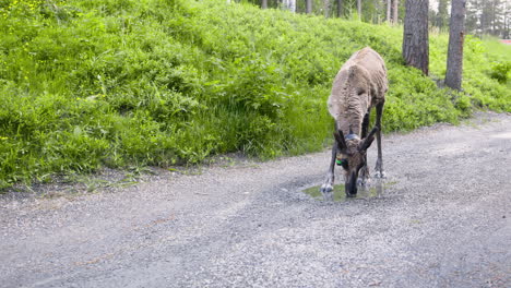 Nahaufnahme-Von-Rentieren,-Die-Aus-Einer-Pfütze-Auf-Einer-Schotterstraße-In-Der-Natur-Trinken