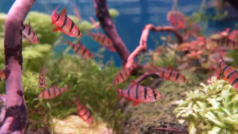 disparo de cerca que muestra un enjambre de peces de color rojo tropical con rayas negras en el acuario