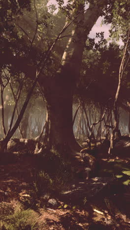 sunbeams filtering through a dense forest