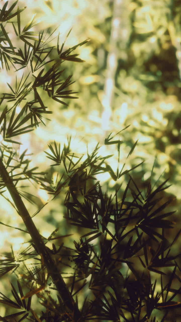 Foglie di bambù e piante verdi in una scena forestale vicino a un fiume