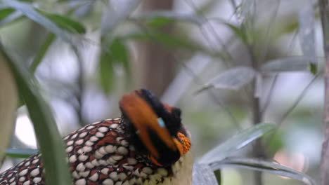 Un-Cabot-Tragopan-Se-Está-Acicalando-En-El-Suelo,-De-Cerca,-En-Cámara-Lenta