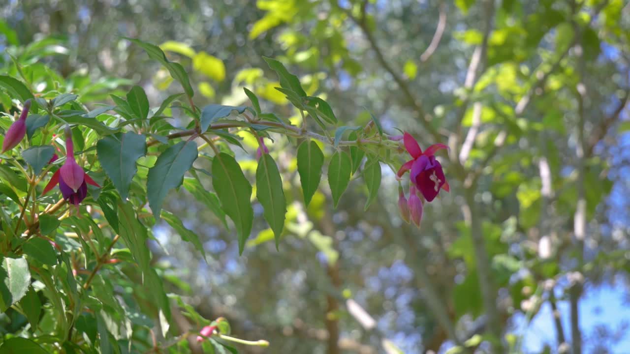 flores rosadas en forma de campana mediterránea en la decoración del jardín de arbustos verdes