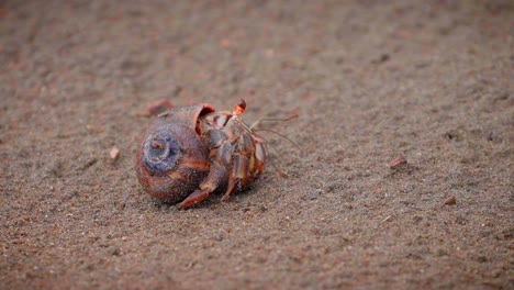 un pequeño cangrejo ermitaño se asoma y se aleja.
