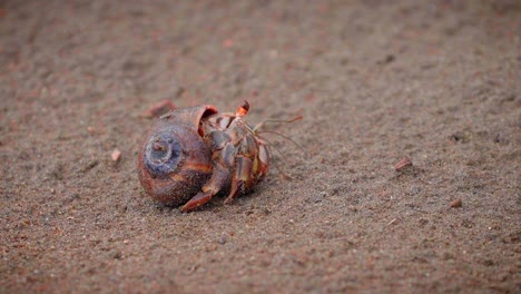 a cute little hermit crab peeks out and walks away