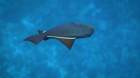 Scuba-Diving-with-a-tropical-fish-playing-in-the-water