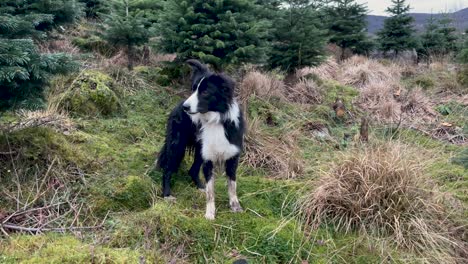 Schwarz-weißer-Border-Collie-Hund,-Der-In-Der-Nähe-Einiger-Bäume-Auf-Dem-Land-Steht