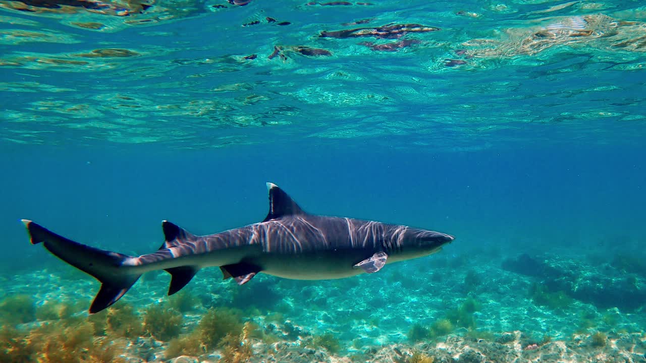 A beautiful White Tip Shark swimming in shallow water - underwater