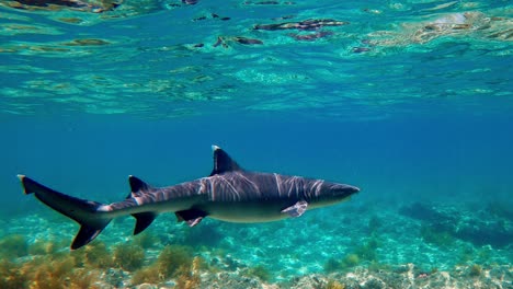 Ein-Wunderschöner-Weißspitzenhai,-Der-Im-Seichten-Wasser-Schwimmt---Unter-Wasser