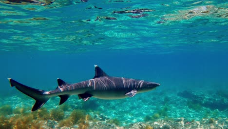 a beautiful white tip shark swimming in shallow water - underwater