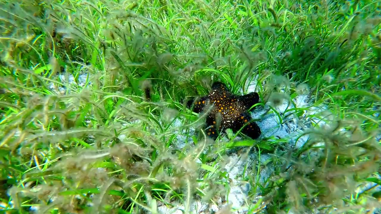 Bovenaanzicht, voorwaartse dolly-opname, POV snorkelen langs de zeebodem bedekt met zeegras om een Panamese kussenster (Pentaceraster cumingi) te onthullen in een magische onderwaterscène. Dauin, Filipijnen
