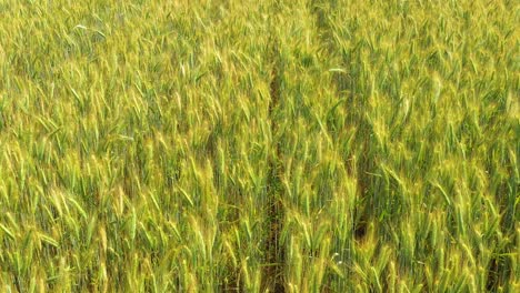 Beautiful-Aerial-View-of-Green-Agricultural-field-on-Sunrise