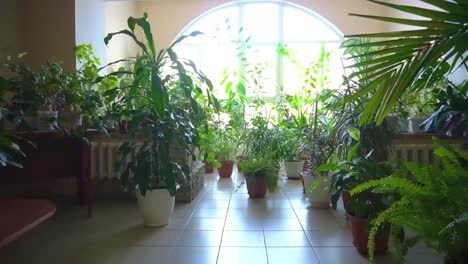 room filled with potted plants by a large window