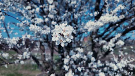 close-up view of a white cherry plum flower with blurred background