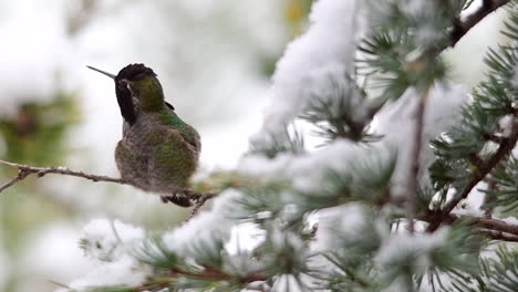 hummingbird in the snow preening and flapping its wings