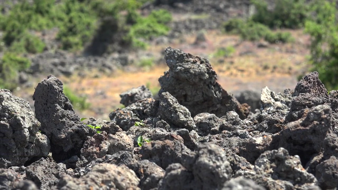 Piccola pianta verde che cresce attraverso la roccia vulcanica