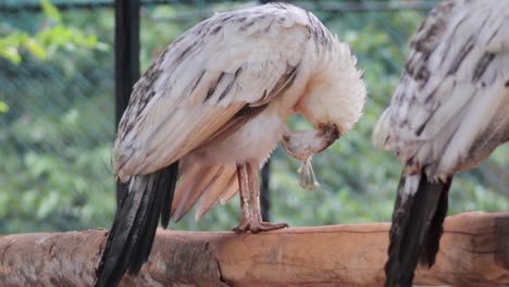 Weißer-Majestätischer-Pfau-Auf-Ast,-Der-Seine-Federn-Säubert,-Beobachtung-Seltener-Vögel