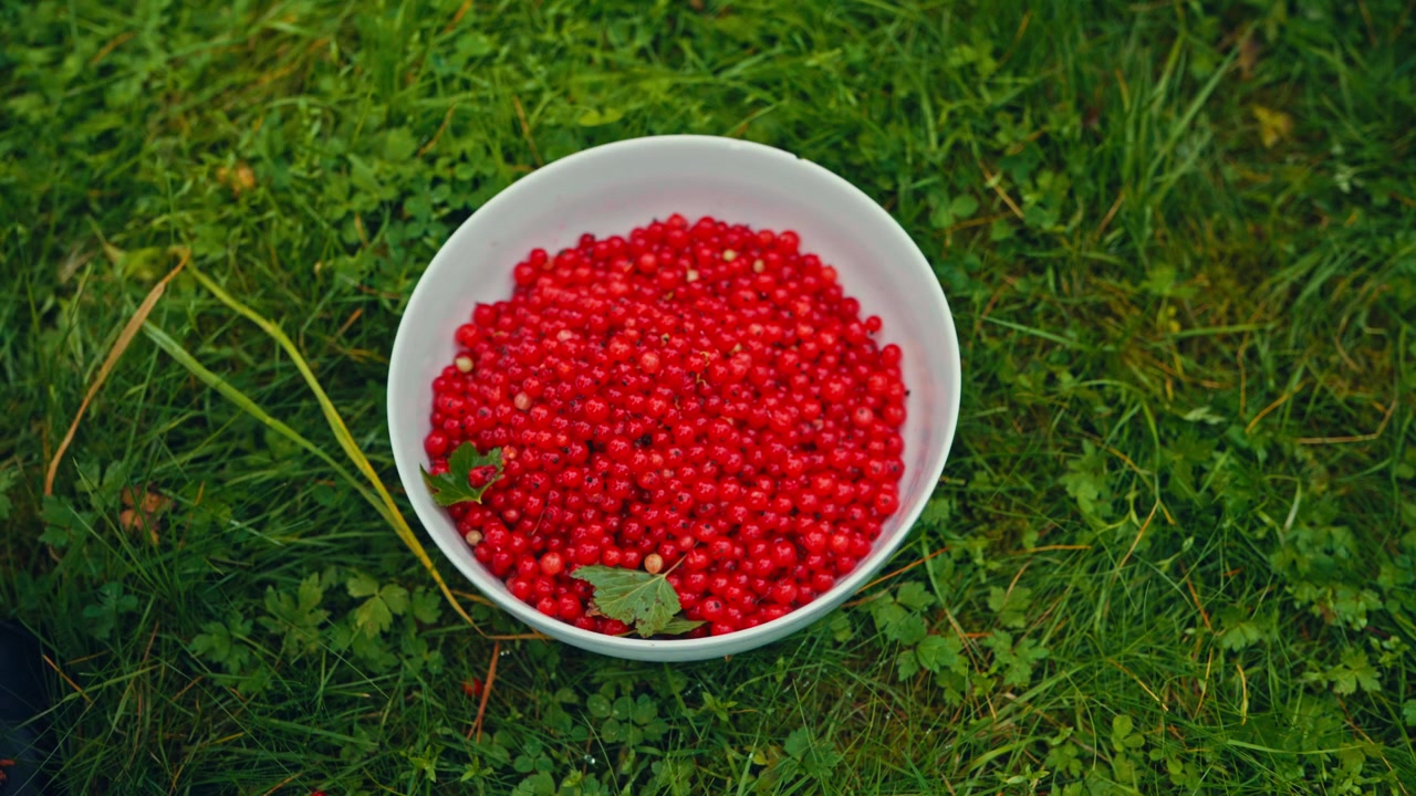 Frisch gepflückte rote Beeren, gesammelt mit einem Beerensammler, zeigt geerntete Früchte von Beerensträuchern