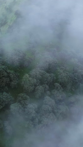 misty forest view from above