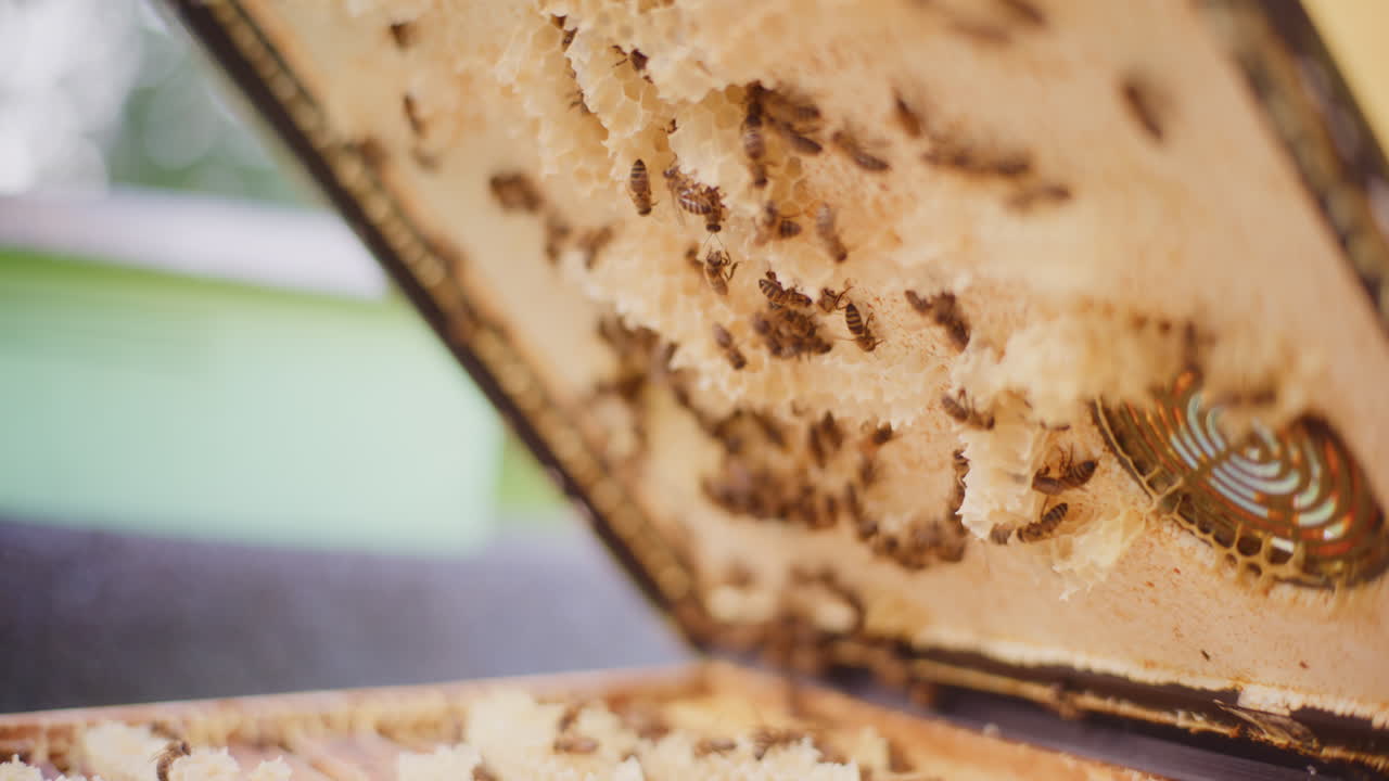 las abejas trabajan diligentemente en la colmena, produciendo miel.