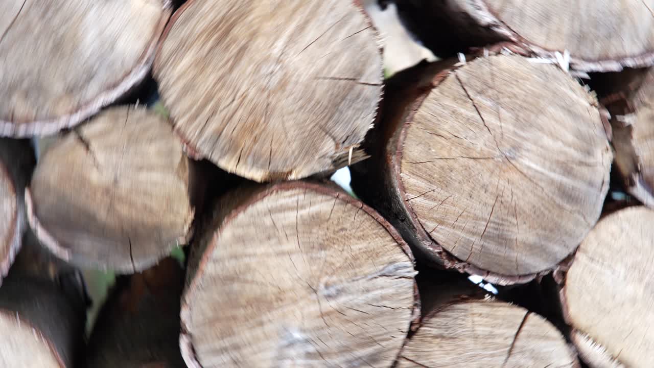 목재의 어리, 목재 저장소, 불타는 나무를 잘라 나무 줄기 줄기를 어 놓고 준비, 카메라의 원형 움직임