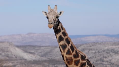 old giraffe close up mountain backdrop slomo