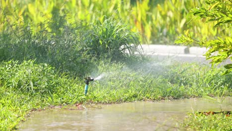 sprinkler rotates, spraying water across greenery.