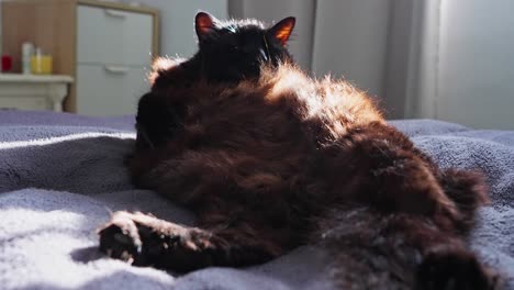 gato negro descansando en la cama y lavándose