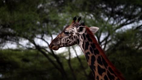 Primer-Plano-De-Una-Jirafa-Masticando-Hojas-De-Acacia-En-La-Sabana-Africana-De-Tanzania