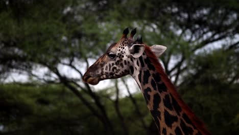 primer plano de una jirafa masticando hojas de acacia en la sabana africana de tanzania