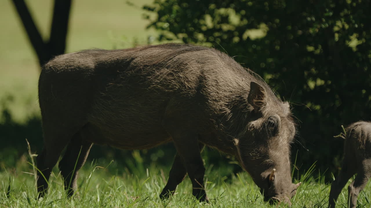 In the African savannah, a mother warthog grazes alongside her playful piglets, teaching them the art of foraging for grass.
