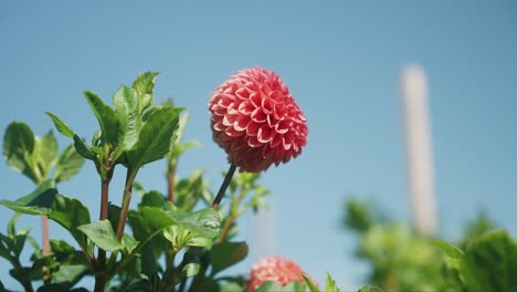 isolierte dahlienblume und bauernhof