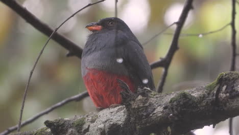 un trogon de cola negra que descansa sobre una rama gruesa de un árbol bajo la lluvia