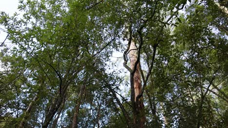 lush green trees in a rainforest trail