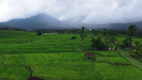 Aerial-view-of-the-Jatiluwih-terraces-ricefield-at-sunrise