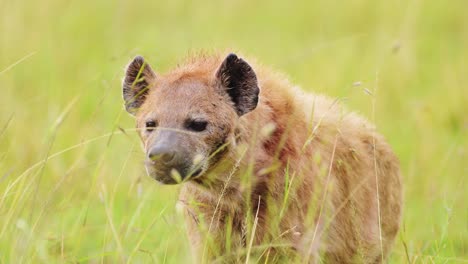fotografía en cámara lenta de una hiena sola esperando a ser asesinada, caminando a través de la exuberante vegetación de la reserva nacional de masai mara norte, vida silvestre en la reserva nacional de masai mara, kenia