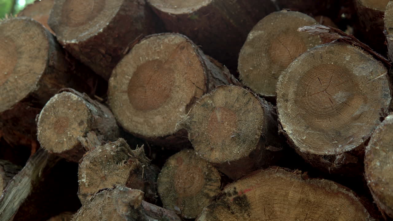쓰러진 나무가 여러 크기로 쌓여 있고, 나무 조각들이 서로 옆에 놓여 있으며, 아래에서 위로 천천히 클로즈업돼요