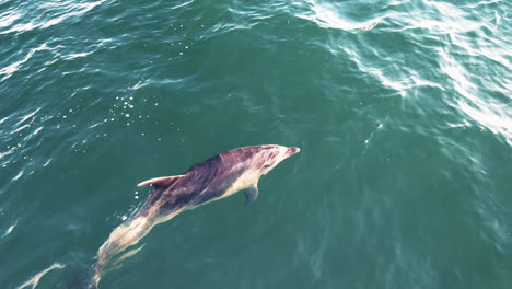 Dolphin-Emerging-Out-Of-The-Water-In-Bay-of-Islands,-New-Zealand---aerial-drone-shot