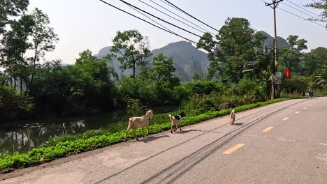 goats crossing a rural road in vietnam