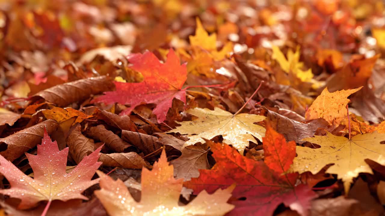 Fall Leaves and Boots