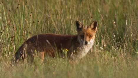 pretty young fox animal between grass looking at camera lighting by sun - close up