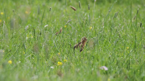 Cute-Black-tailed-godwit-chick-foraging-in-grassland-with-mother-close-by