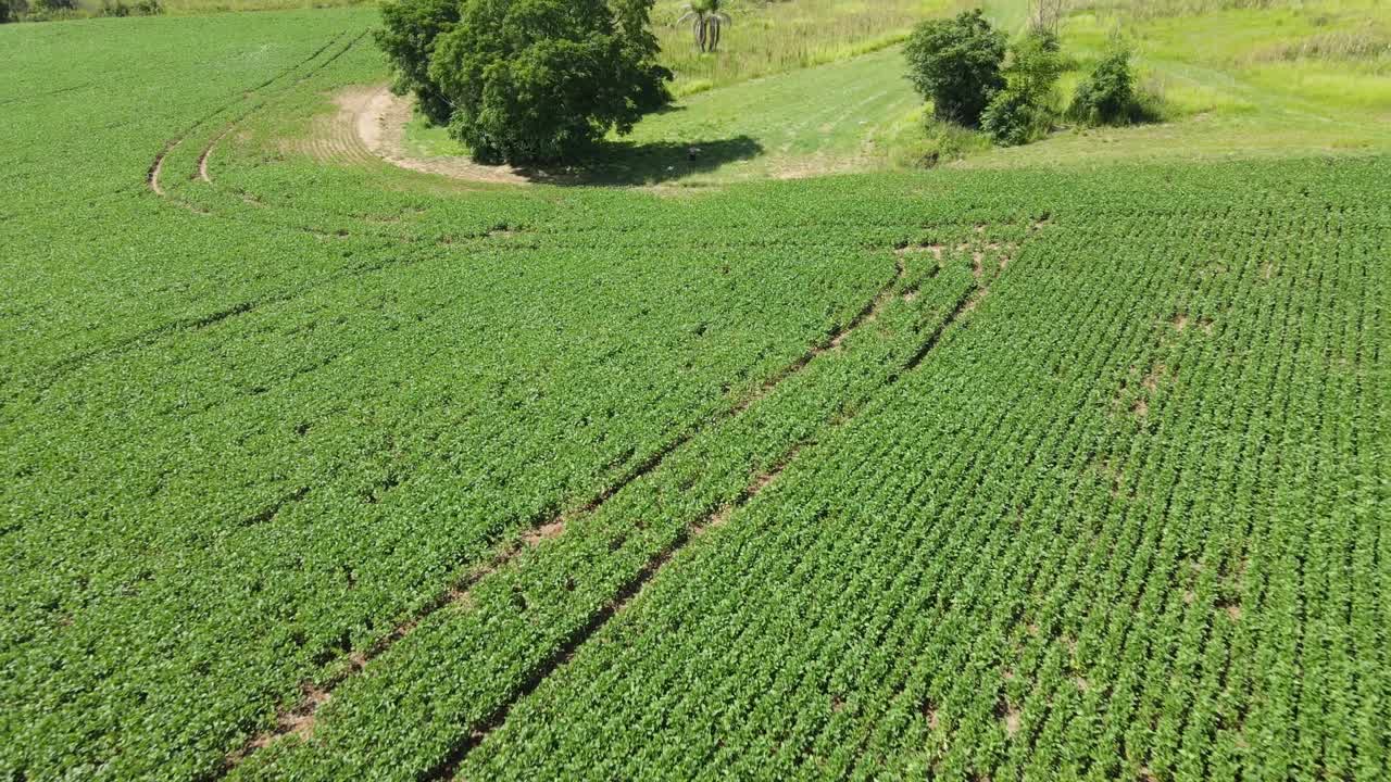 vuelo de un avión no tripulado sobre una plantación de soja