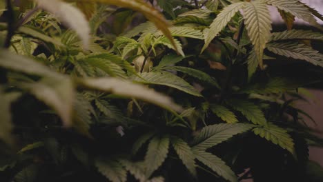 dense foliage leaves of cannabis marijuana hemp for medical indoor grow in reflective tent under led lights rack fixed angle rack focus back to front slow motion stabilized