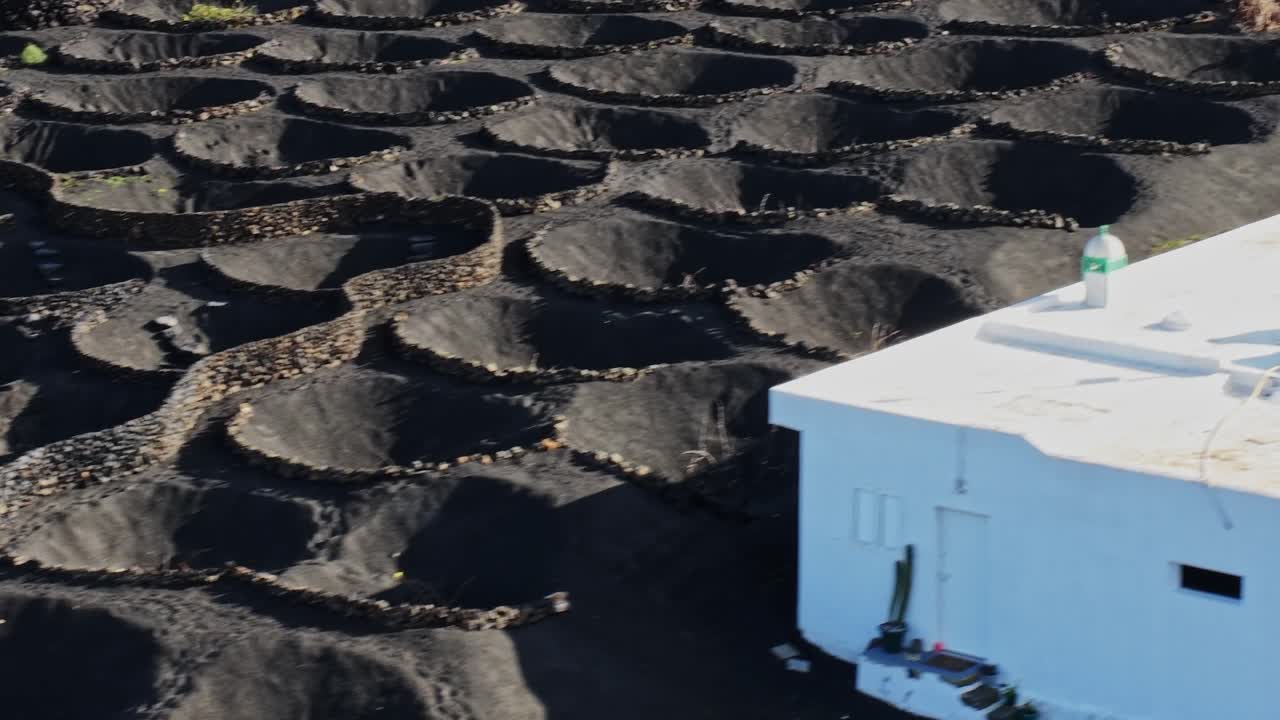 Vulkansk vinlandslandskab på Lanzarote, Spanien, med runde parceller.